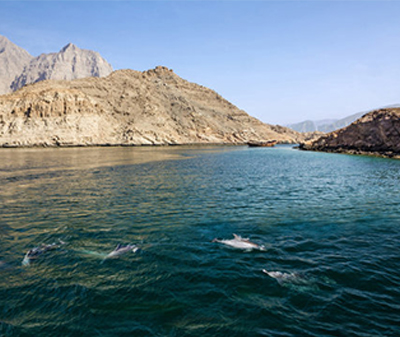 Musandam half day dhow cruise tour from Dubai