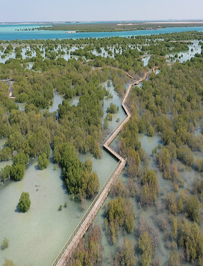 mangrove walk abu dhabi