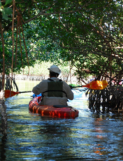 mangroves kayaking ras al khaimah