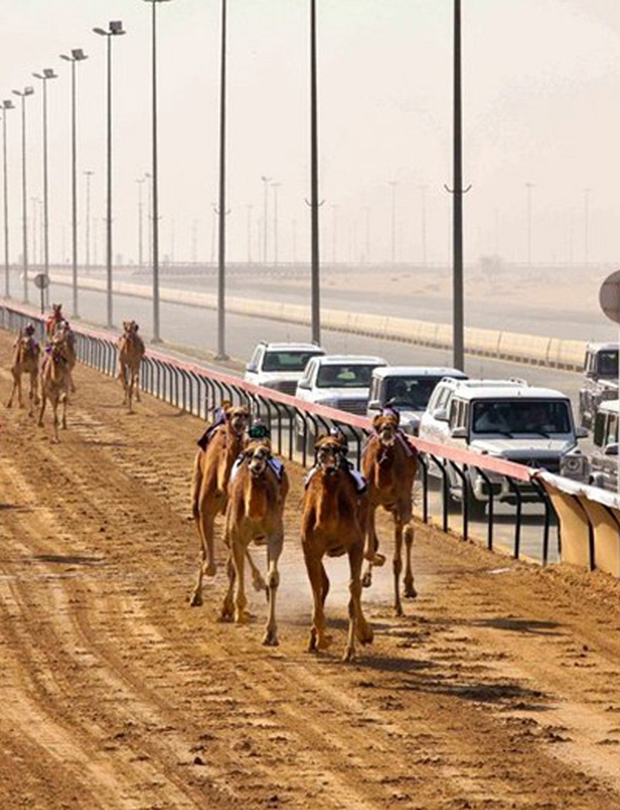 Camel Racing tour dubai